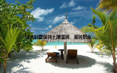 浇水时要保持土壤湿润, 避免积水