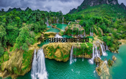 得说说我对发财树的喜爱