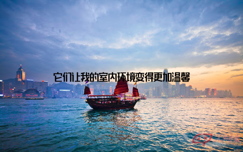 它们让我的室内环境变得更加温馨