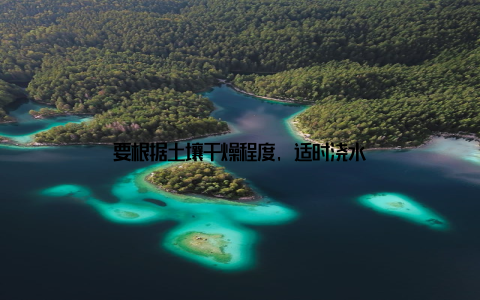 要根据土壤干燥程度, 适时浇水