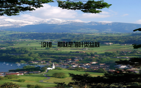 没错, 那就是落叶类盆栽