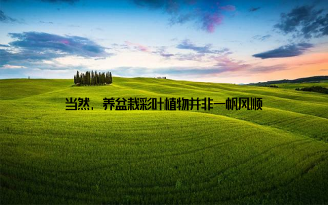 当然, 养盆栽彩叶植物并非一帆风顺