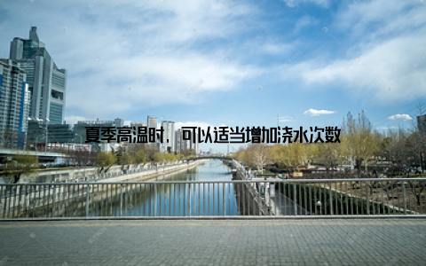 夏季高温时, 可以适当增加浇水次数