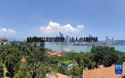 梧桐树盆栽的绿意, 让人心情舒畅