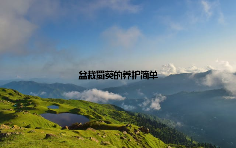 盆栽蜀葵的养护简单