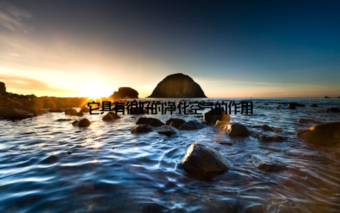 它具有很好的净化空气的作用