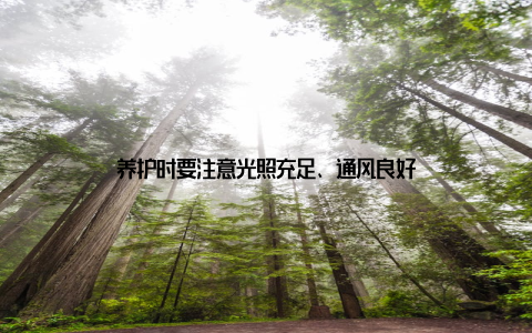 养护时要注意光照充足、通风良好