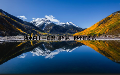 浇水白玉兰喜湿润环境, 但不宜积水