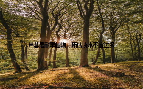 芦荟是耐旱植物, 所以浇水不宜过多