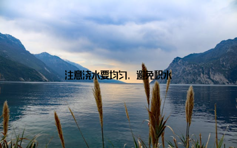 注意浇水要均匀, 避免积水
