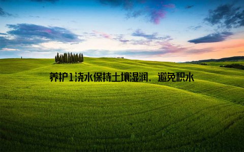 养护1浇水保持土壤湿润, 避免积水