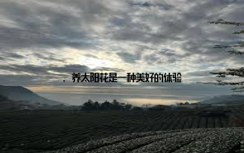 , 养太阳花是一种美好的体验