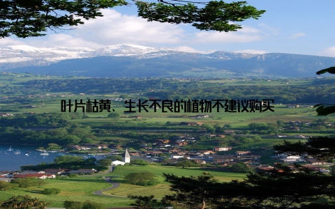 叶片枯黄、生长不良的植物不建议购买