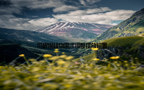 可根据植物需求调整摆放位置