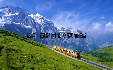 这样, 石榴花才能长得更加旺盛