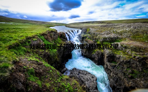 我家盆栽栀子花的故事就分享到这里