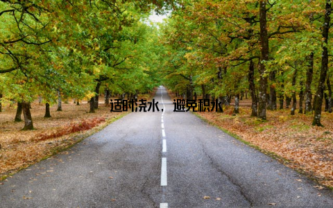 适时浇水, 避免积水